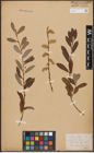 Foto von Salix aurita L. x Salix purpurea L.